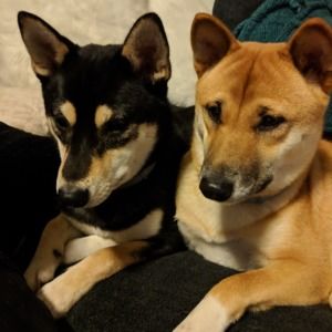 Meet your Posher, Morgan